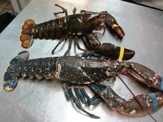 Lobster Hatcheries