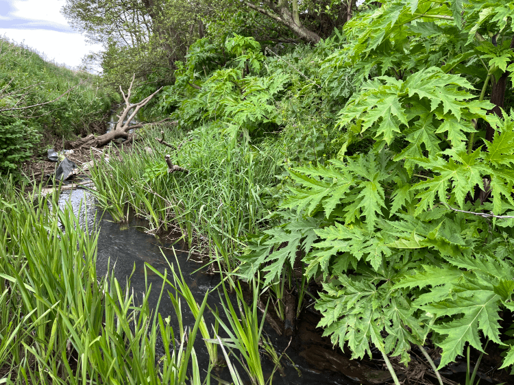 Invasive non-native species management: giant hogweed